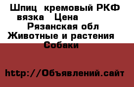 Шпиц  кремовый РКФ вязка › Цена ­ 4 000 - Рязанская обл. Животные и растения » Собаки   